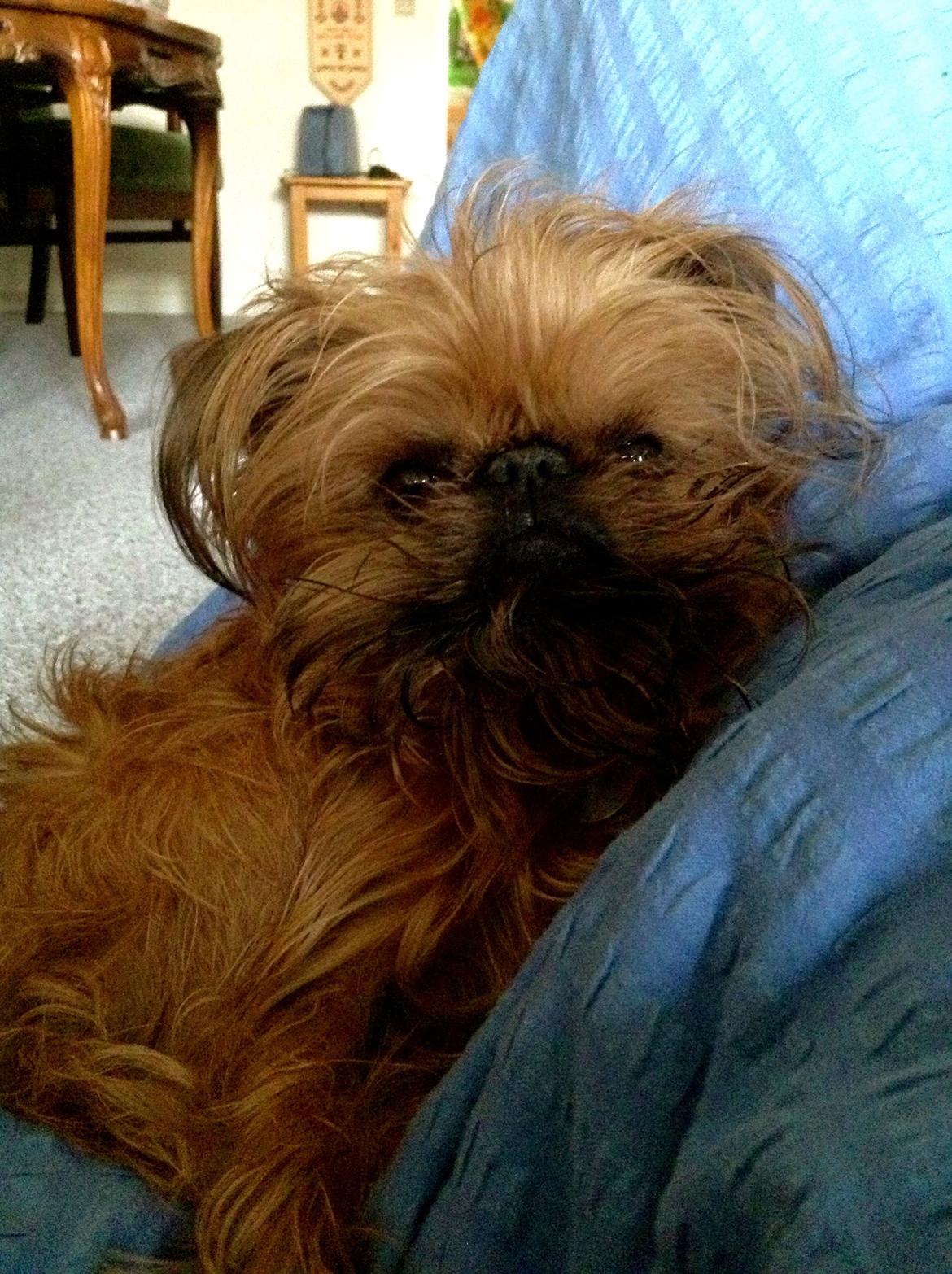 Griffon bruxellois Ramses/Chewbacca billede 4