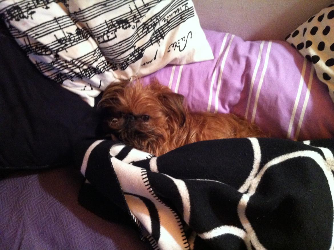 Griffon bruxellois Ramses/Chewbacca billede 5