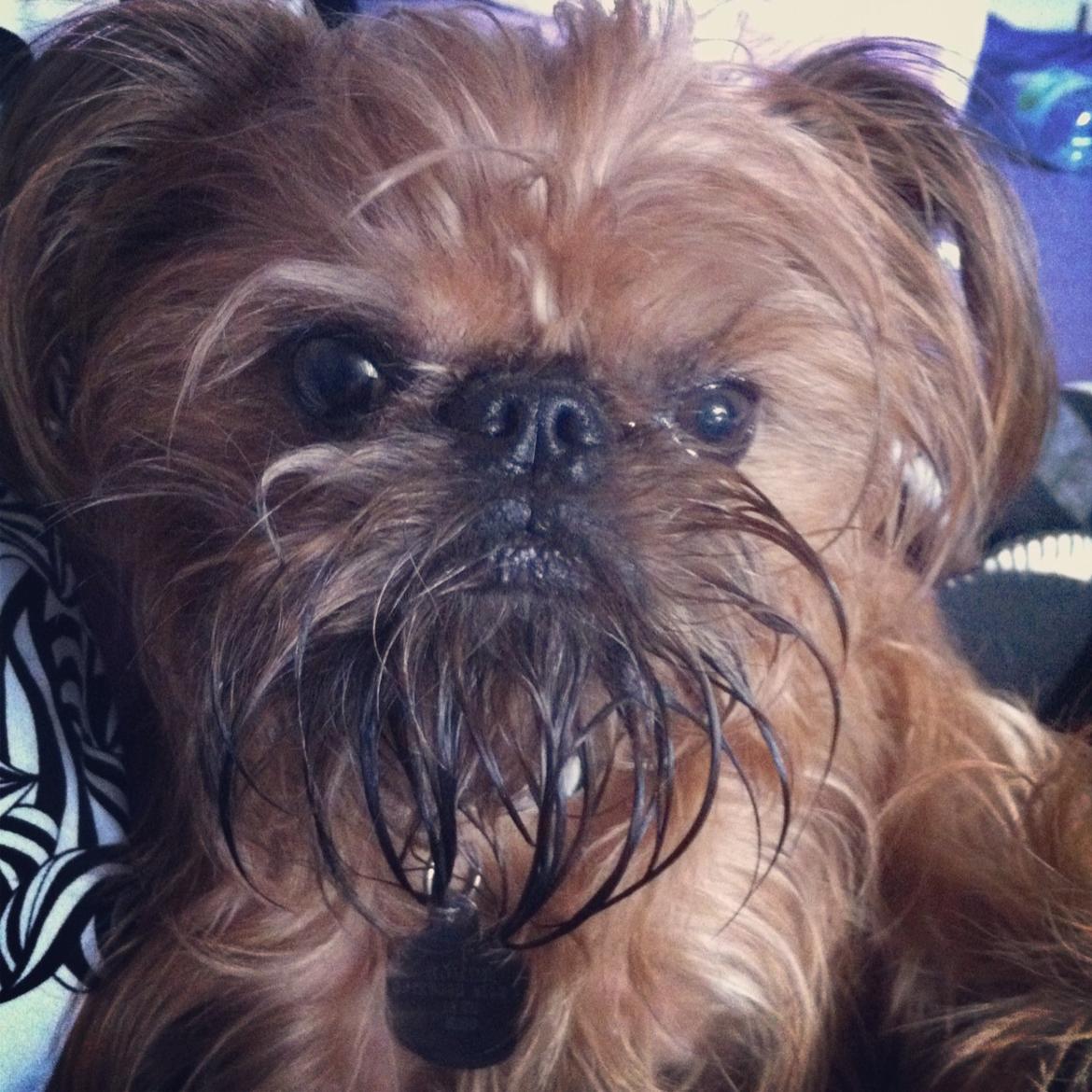 Griffon bruxellois Ramses/Chewbacca billede 6