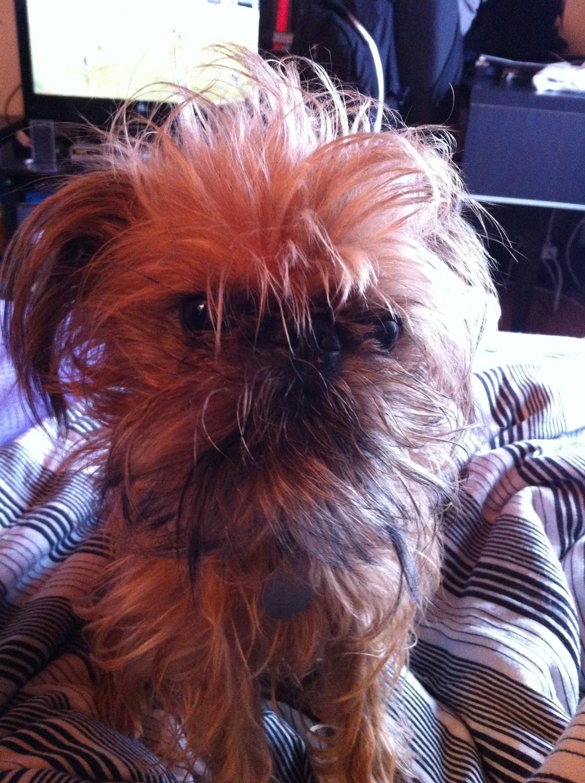 Griffon bruxellois Ramses/Chewbacca billede 7