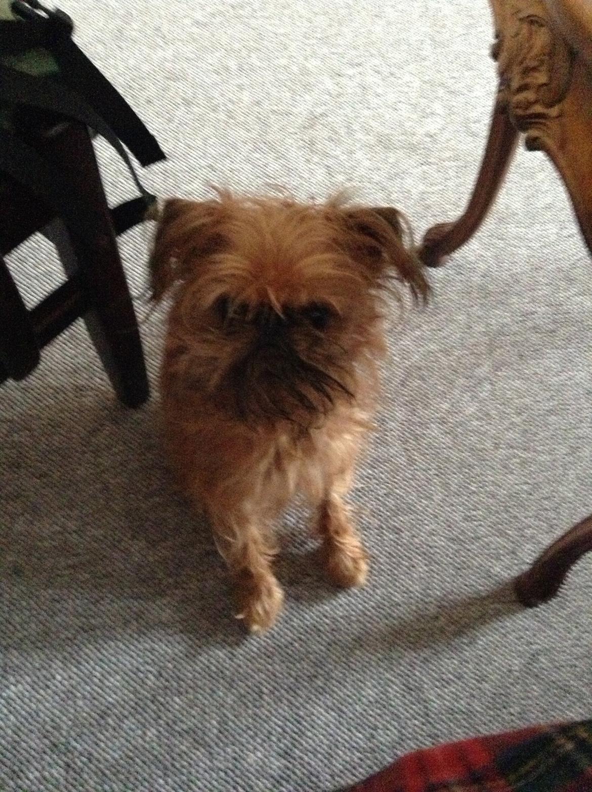 Griffon bruxellois Ramses/Chewbacca billede 8