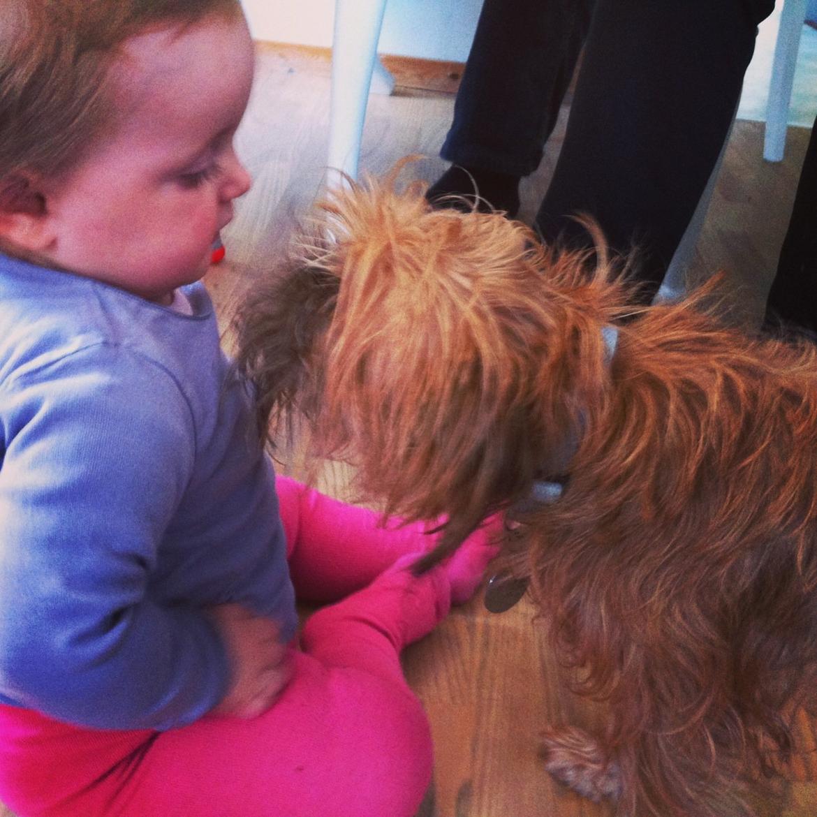 Griffon bruxellois Ramses/Chewbacca billede 9