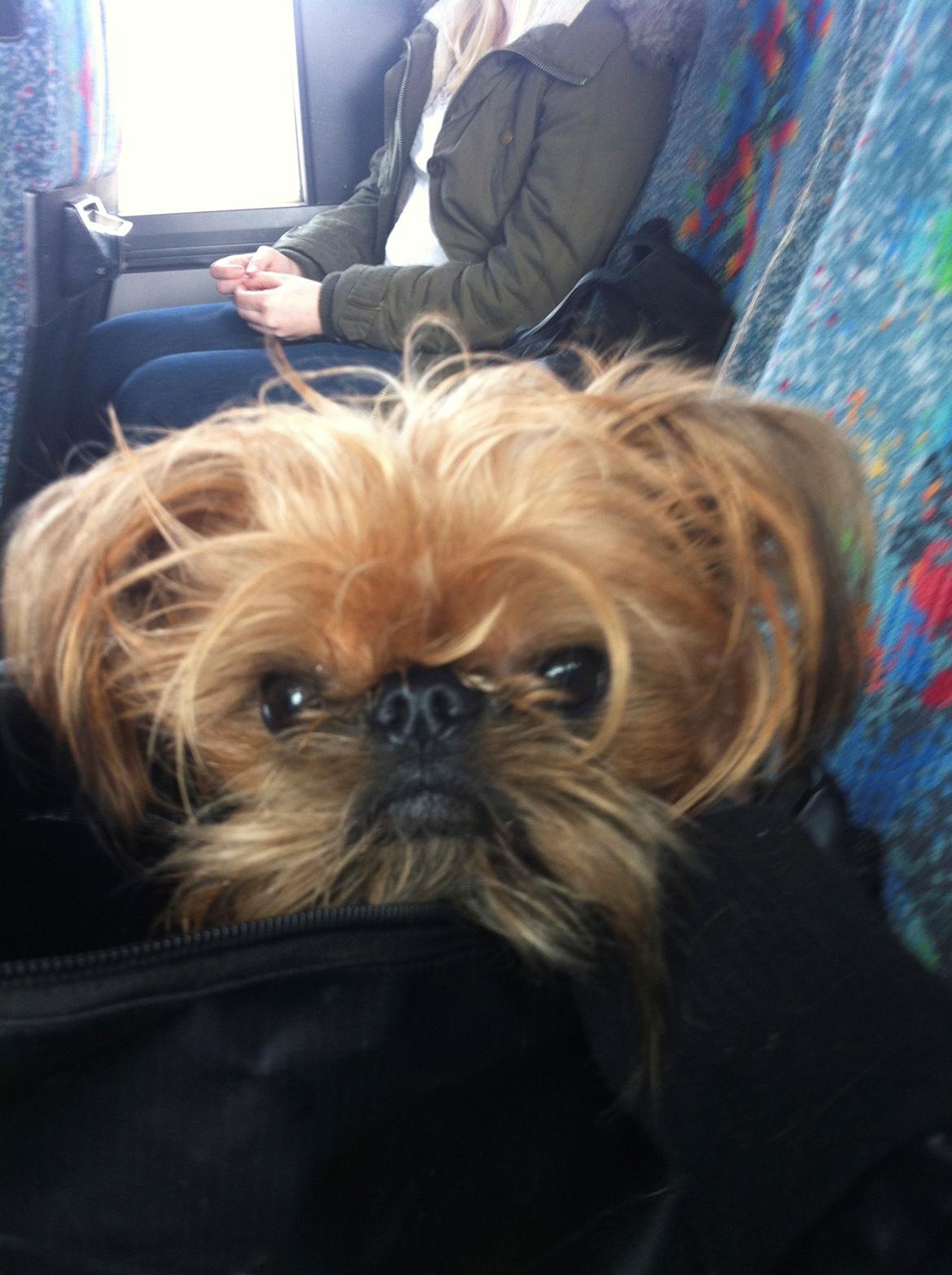 Griffon bruxellois Ramses/Chewbacca billede 10