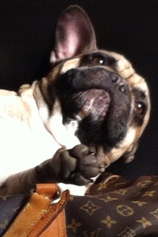 Fransk bulldog Albert billede 5