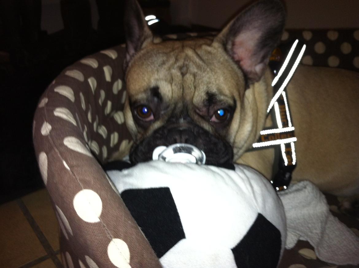 Fransk bulldog Albert billede 6