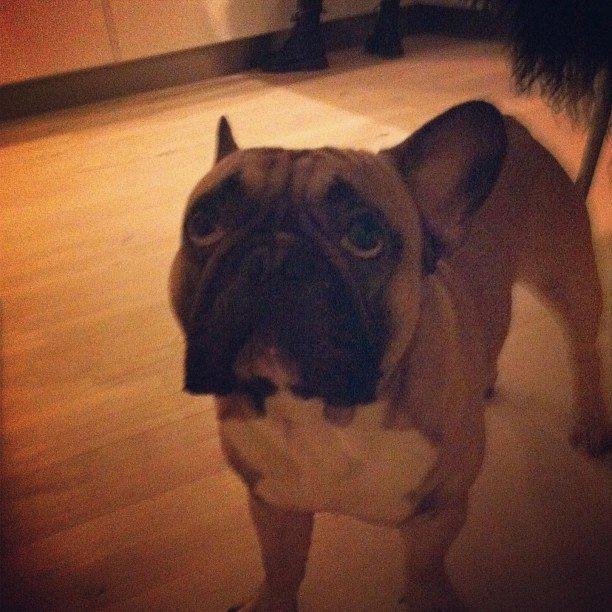 Fransk bulldog Albert billede 8