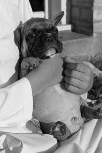 Fransk bulldog Albert billede 9