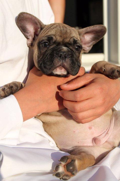 Fransk bulldog Albert billede 10