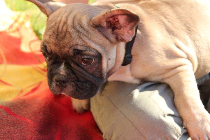 Fransk bulldog Albert billede 11