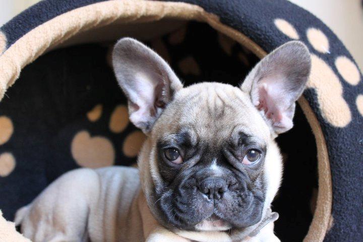 Fransk bulldog Albert billede 12