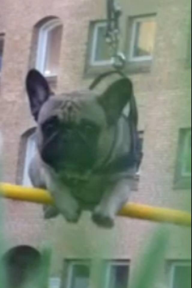 Fransk bulldog Albert billede 13