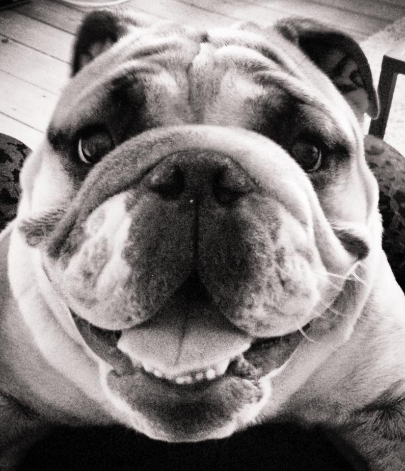 Engelsk bulldog Eigil billede 15