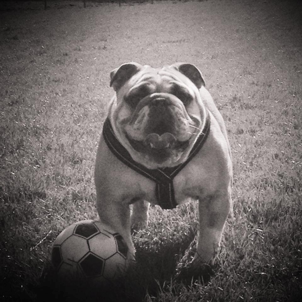 Engelsk bulldog Eigil billede 17