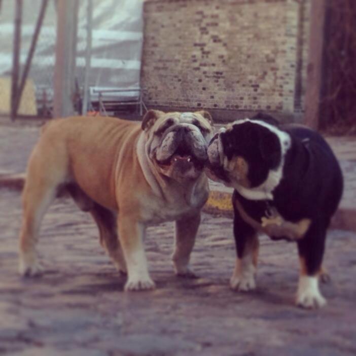 Engelsk bulldog Eigil billede 18