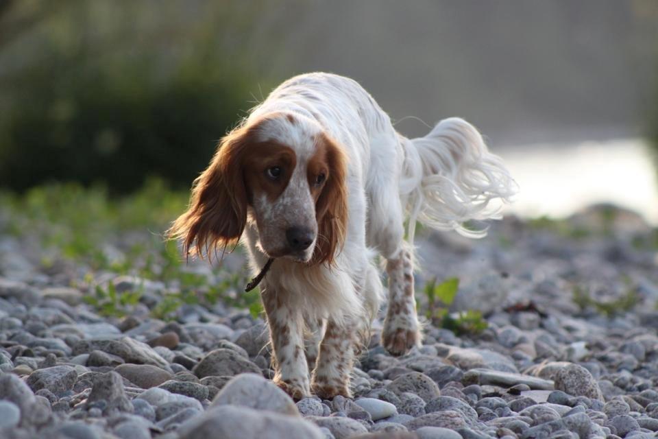 Cocker spaniel Harley - Her er han på stranden, han ser lidt mut ud? :) billede 21