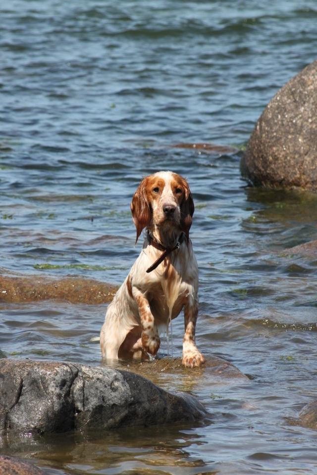 Cocker spaniel Harley - Han nyder vandet :) billede 22