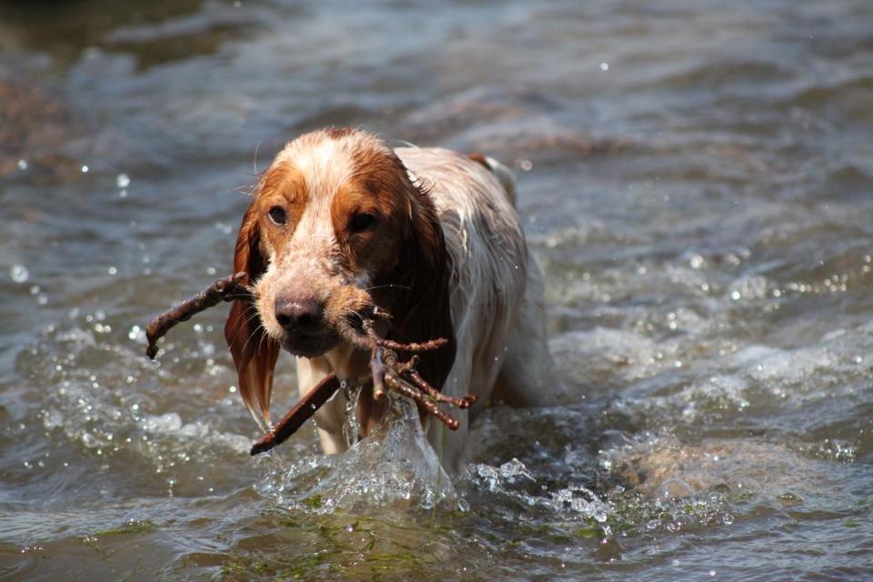 Cocker spaniel Harley billede 23