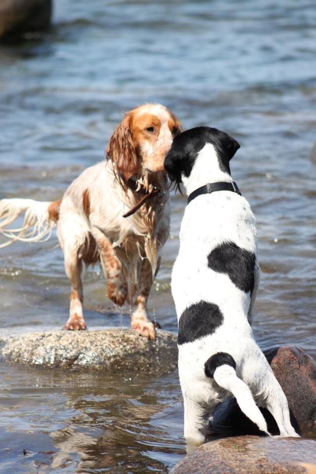 Cocker spaniel Harley - Harleys ven :) billede 24