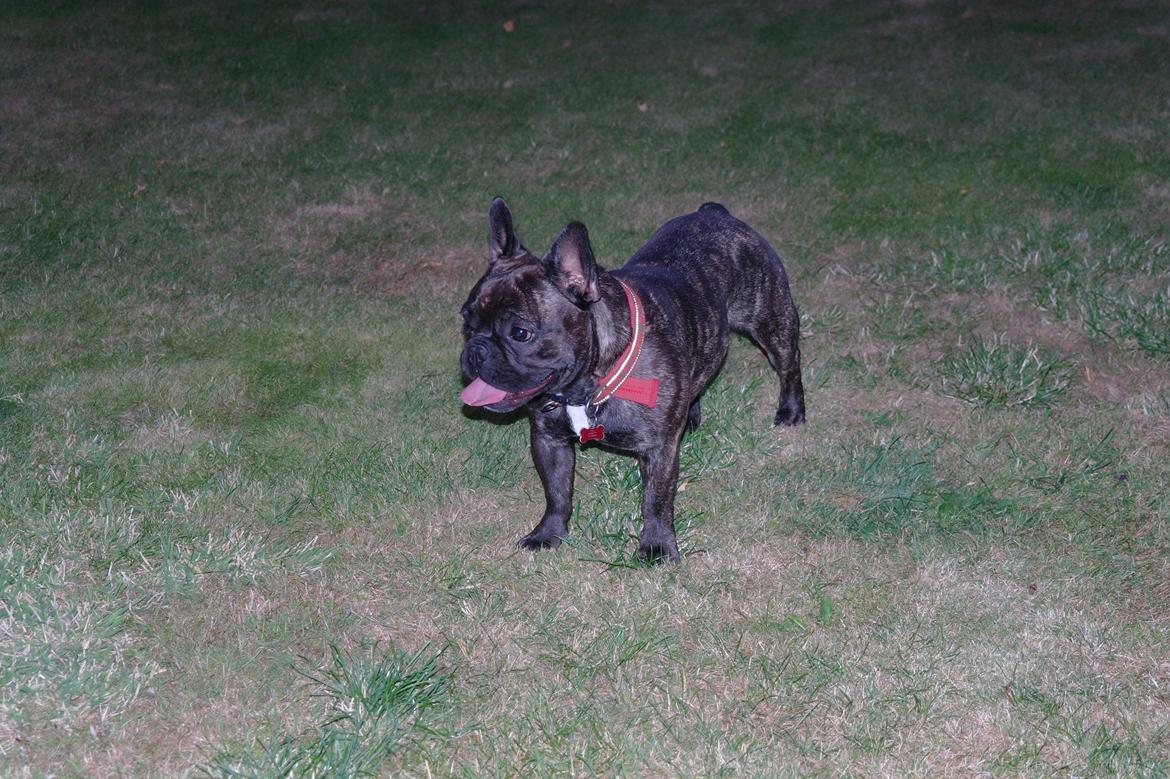 Fransk bulldog Frida billede 1