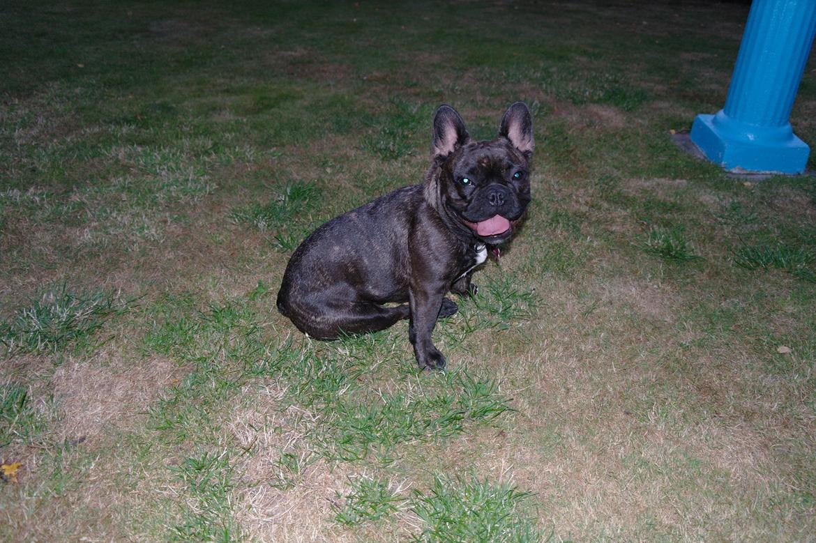Fransk bulldog Frida billede 16