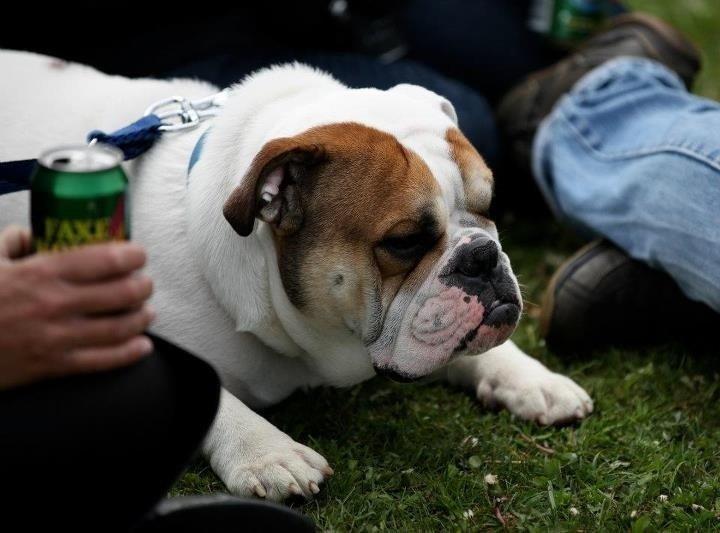 Olde english bulldogge Dennis billede 16