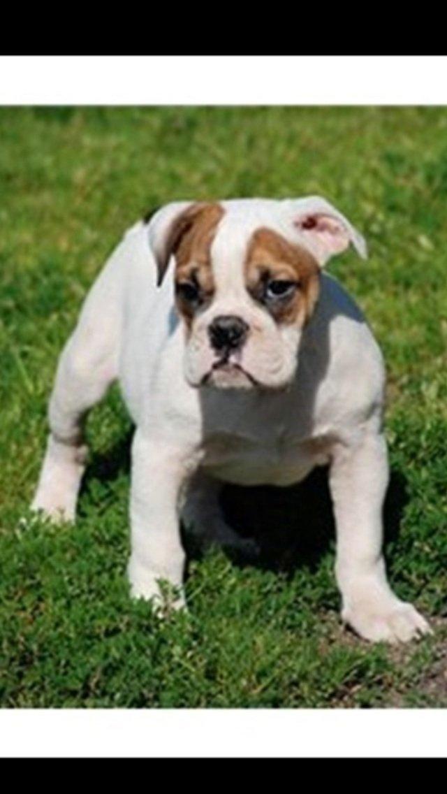 Olde english bulldogge Dennis billede 19