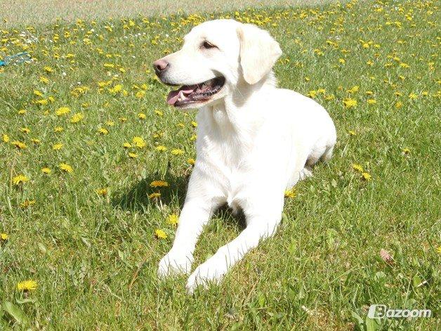 Blanding af racer †Puk† billede 24