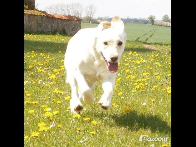 Blanding af racer †Puk† billede 27