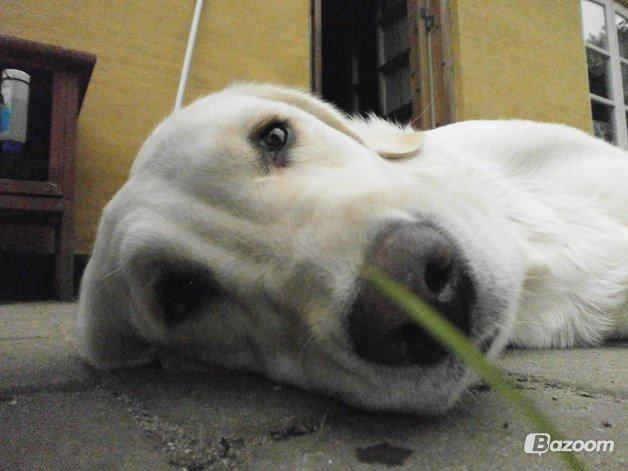 Blanding af racer †Puk† billede 28