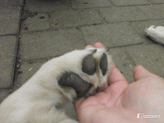 Blanding af racer †Puk† billede 29