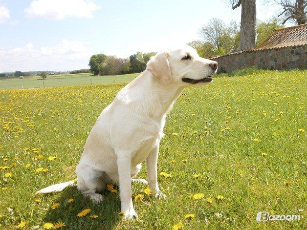 Blanding af racer †Puk† billede 26