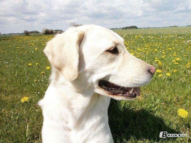 Blanding af racer †Puk† billede 30