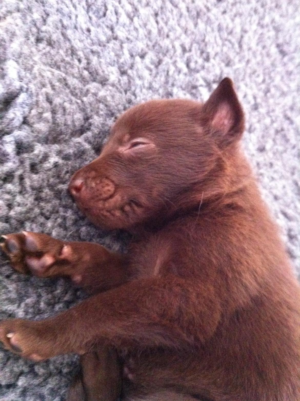 Australsk kelpie Promotion Ducati Monster (Kato) billede 2