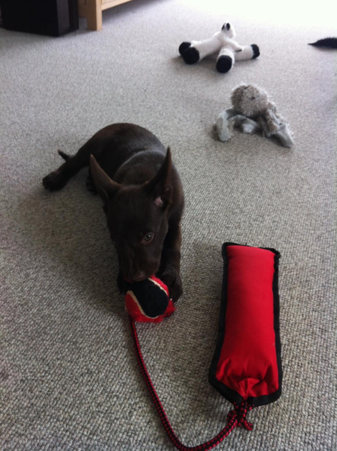 Australsk kelpie Promotion Ducati Monster (Kato) billede 3