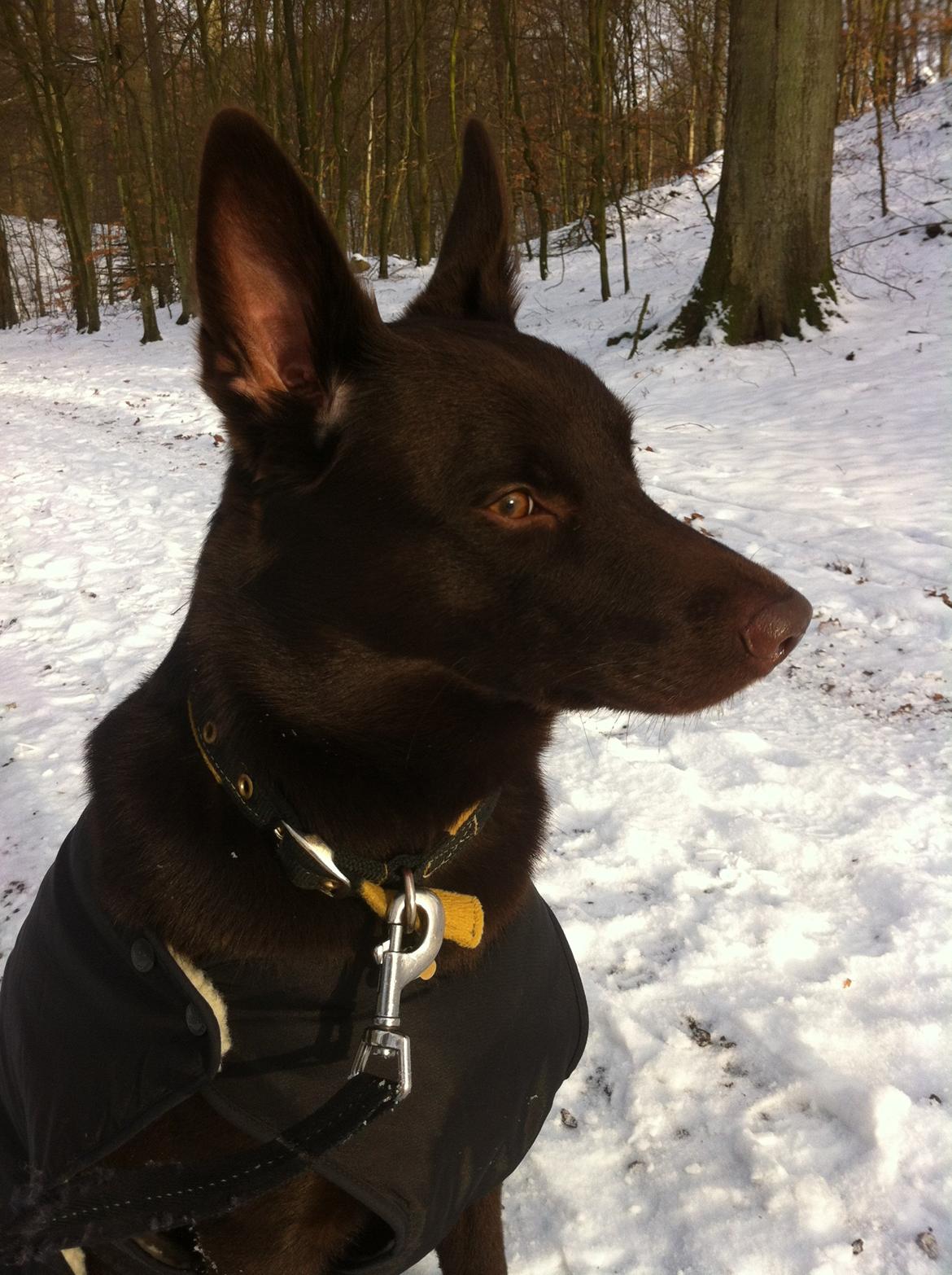 Australsk kelpie Promotion Ducati Monster (Kato) billede 4