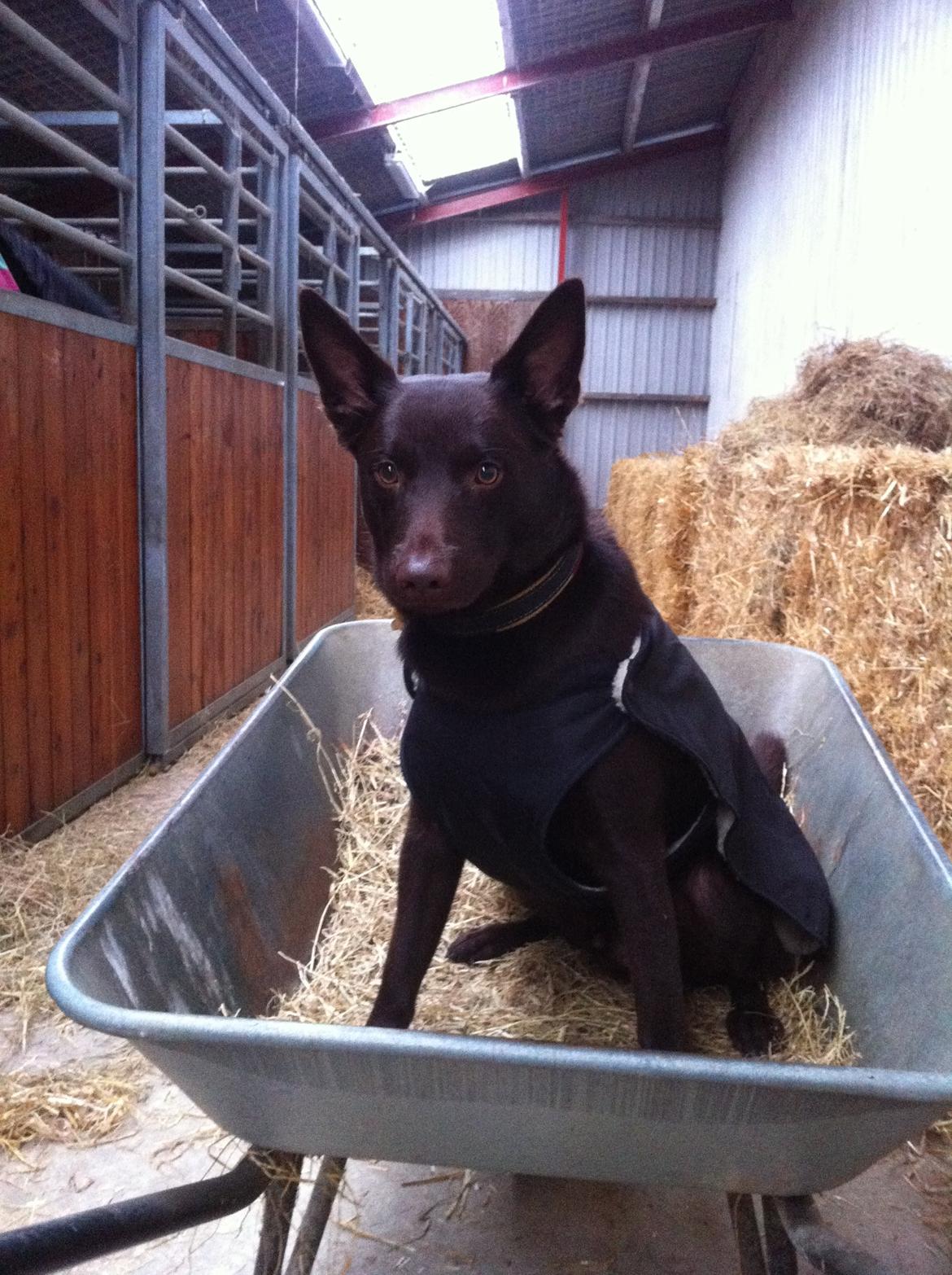 Australsk kelpie Promotion Ducati Monster (Kato) billede 5