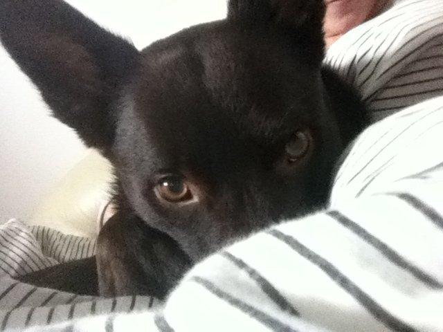 Australsk kelpie Promotion Ducati Monster (Kato) billede 6