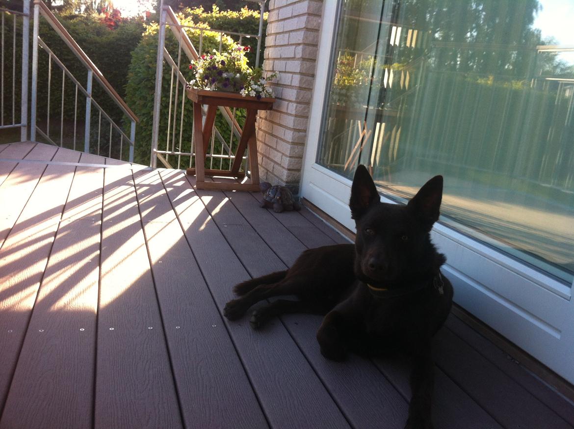 Australsk kelpie Promotion Ducati Monster (Kato) billede 7