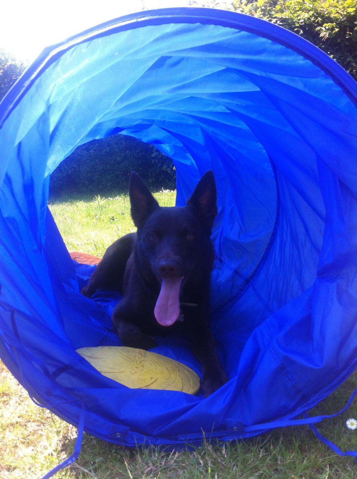 Australsk kelpie Promotion Ducati Monster (Kato) billede 8