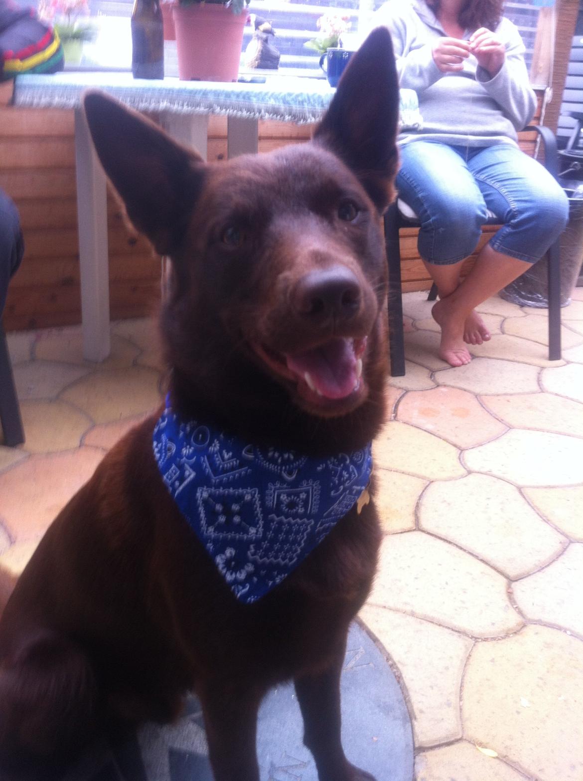 Australsk kelpie Promotion Ducati Monster (Kato) billede 9