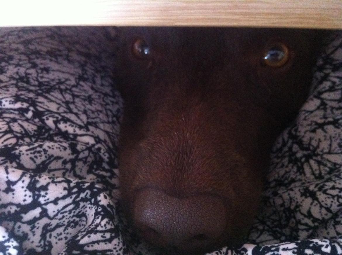 Australsk kelpie Promotion Ducati Monster (Kato) billede 10