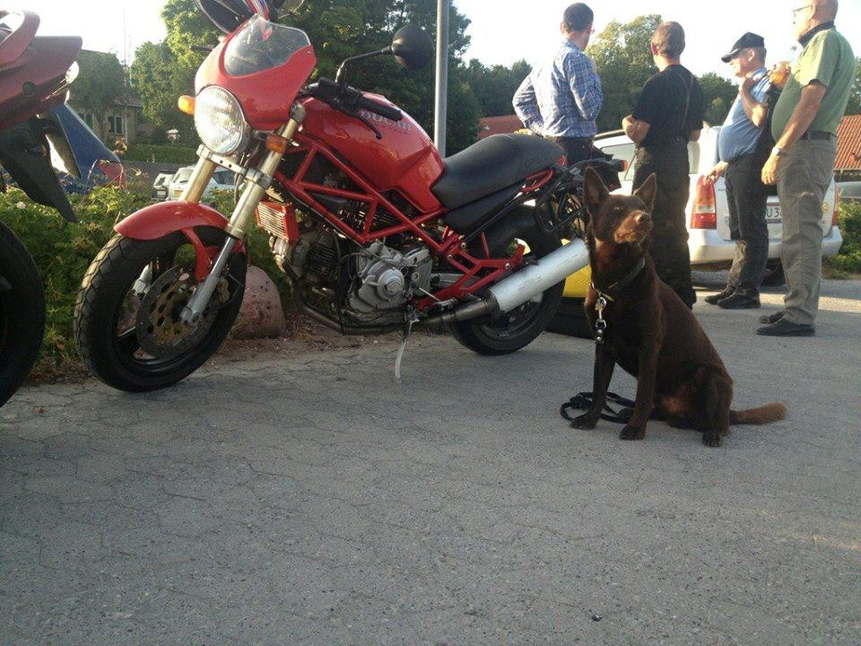 Australsk kelpie Promotion Ducati Monster (Kato) - Det er den motorcykel han er opkaldt efter :) billede 11