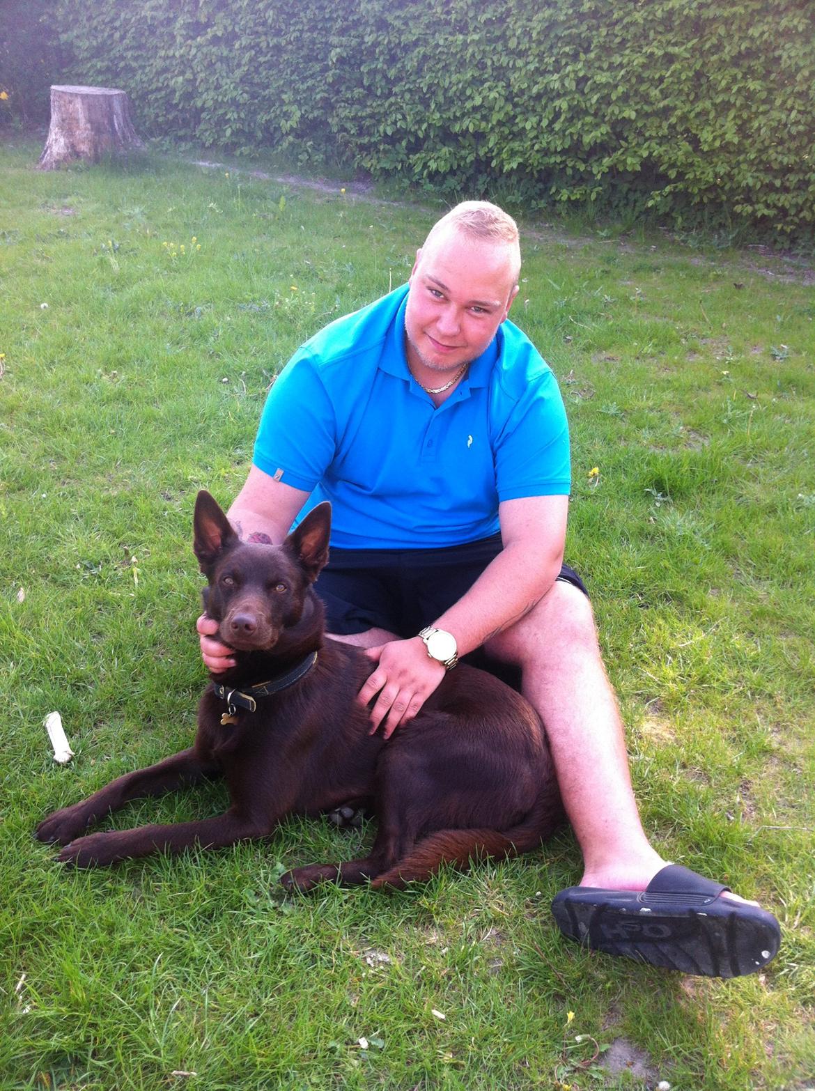 Australsk kelpie Promotion Ducati Monster (Kato) billede 12