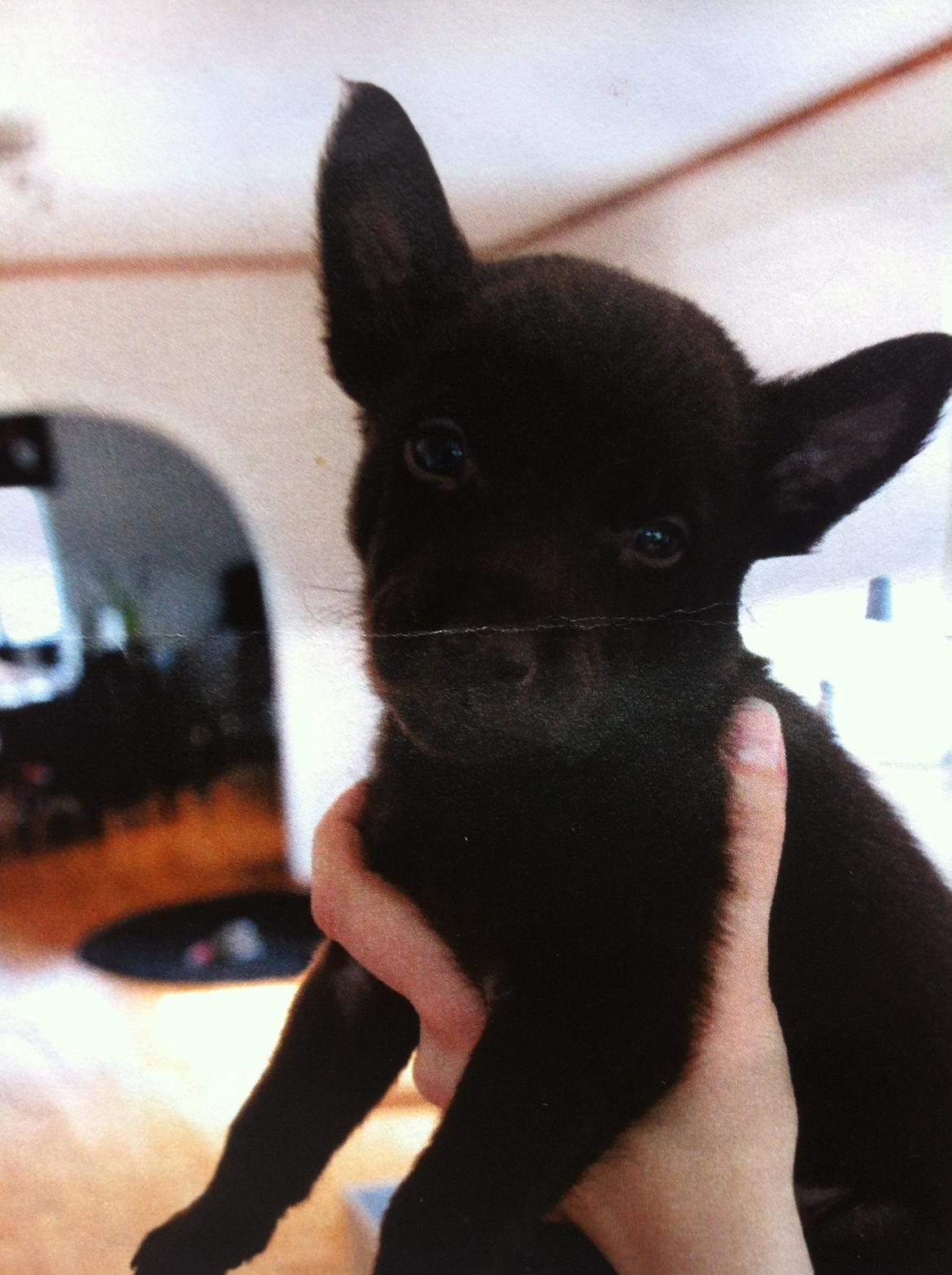 Australsk kelpie Promotion Ducati Monster (Kato) billede 13