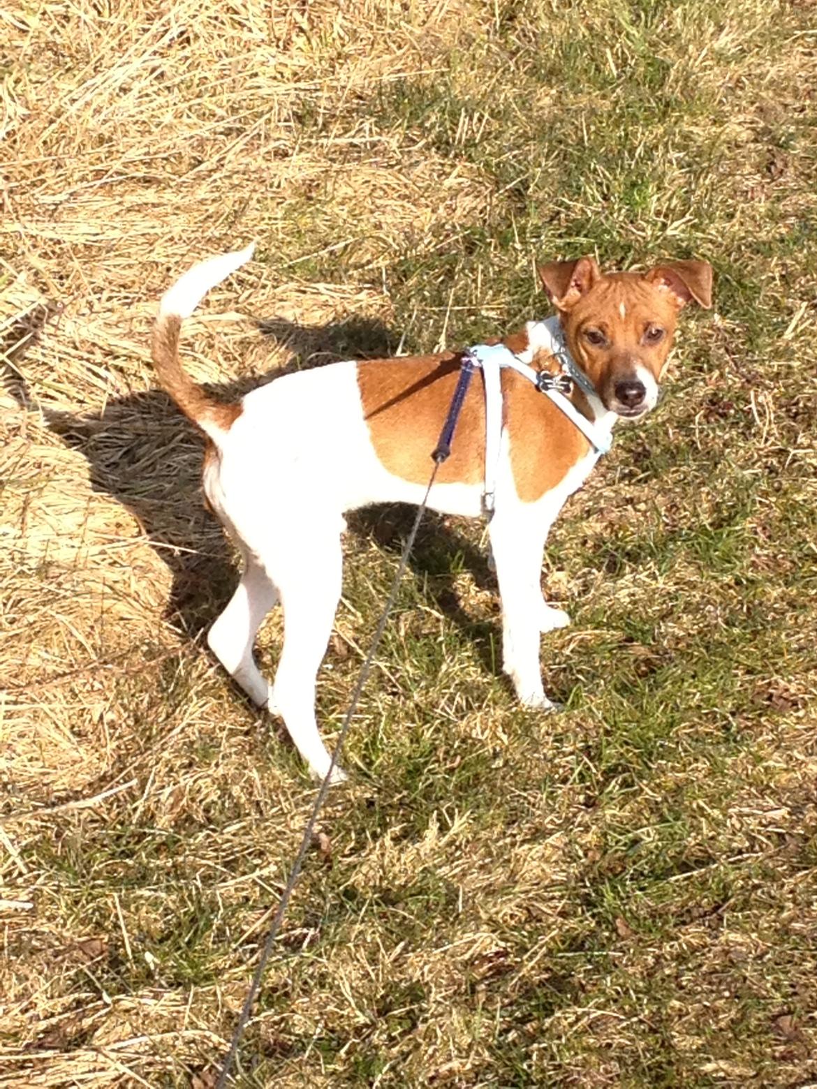 Dansk svensk gaardhund Kato <3 billede 4