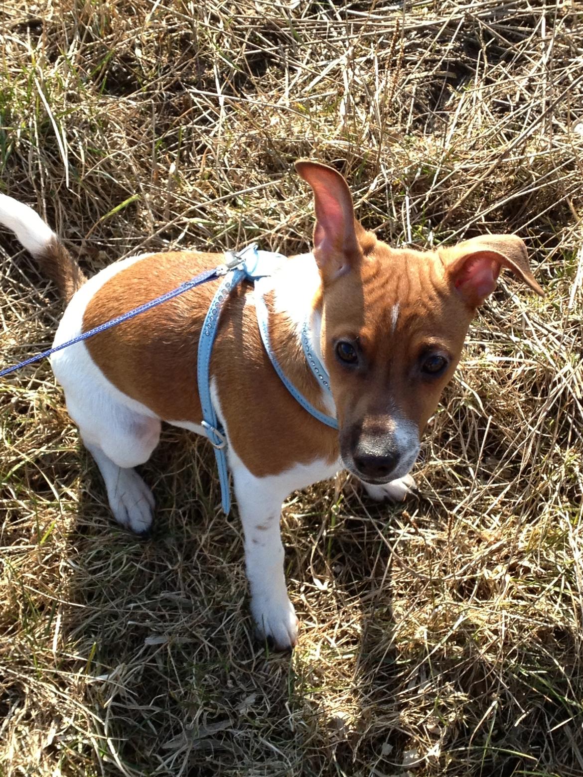 Dansk svensk gaardhund Kato <3 billede 6