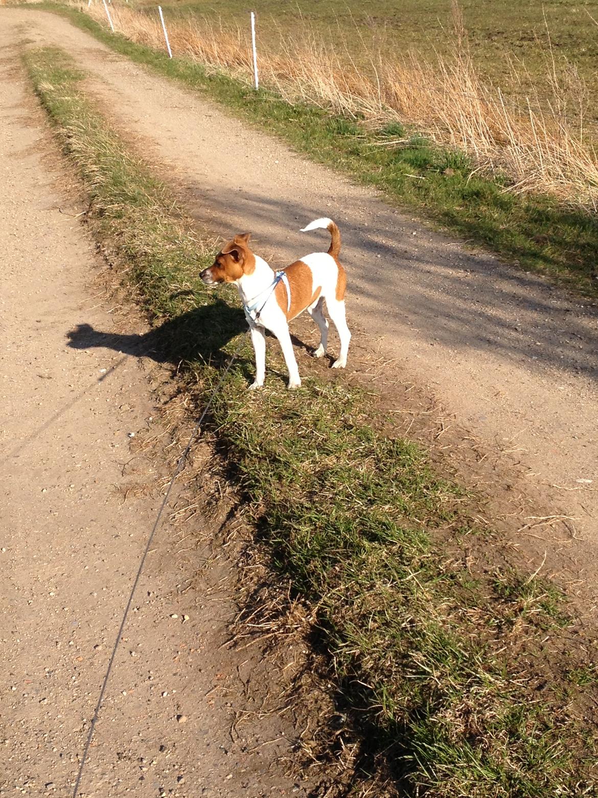 Dansk svensk gaardhund Kato <3 billede 5