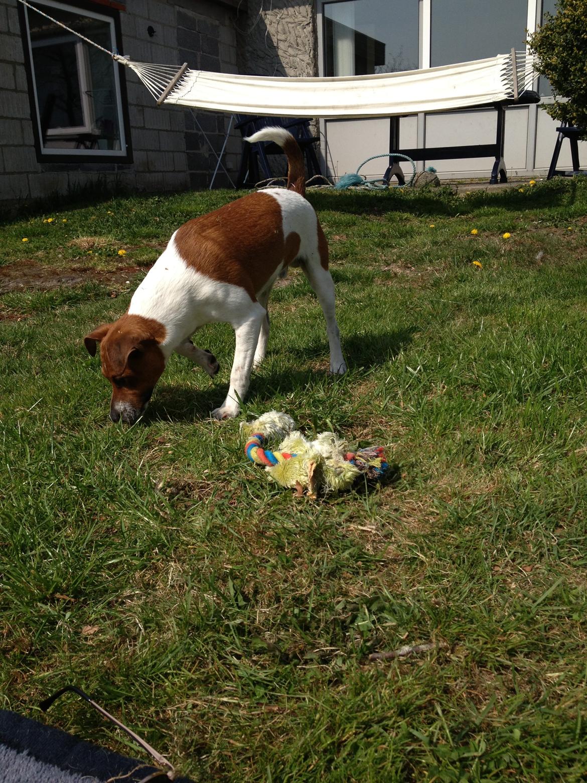 Dansk svensk gaardhund Kato <3 billede 2