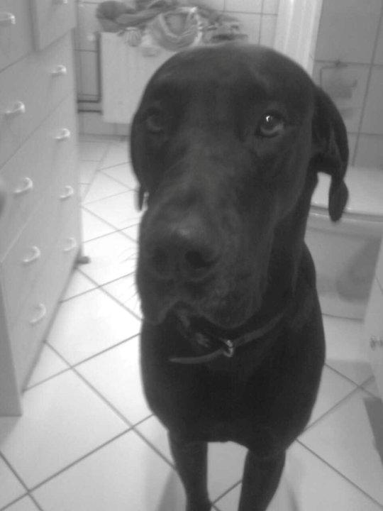 Grand danois Balder<3<3<3<3 billede 3