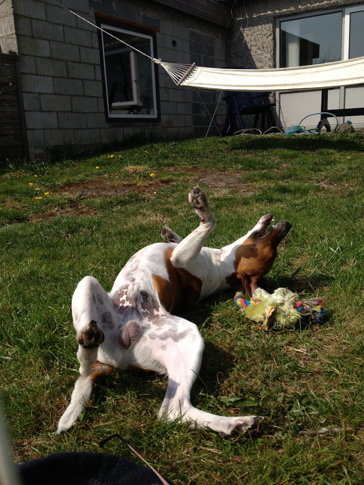 Dansk svensk gaardhund Kato <3 billede 3